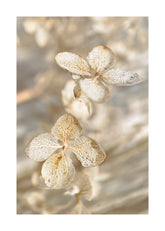 Dried Hydrangea Print