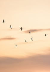 Migratory Birds Print