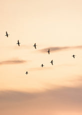 Migratory Birds Print