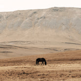 Horse in Meadow Print