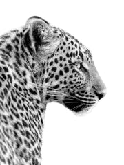 Leopard Profile Print