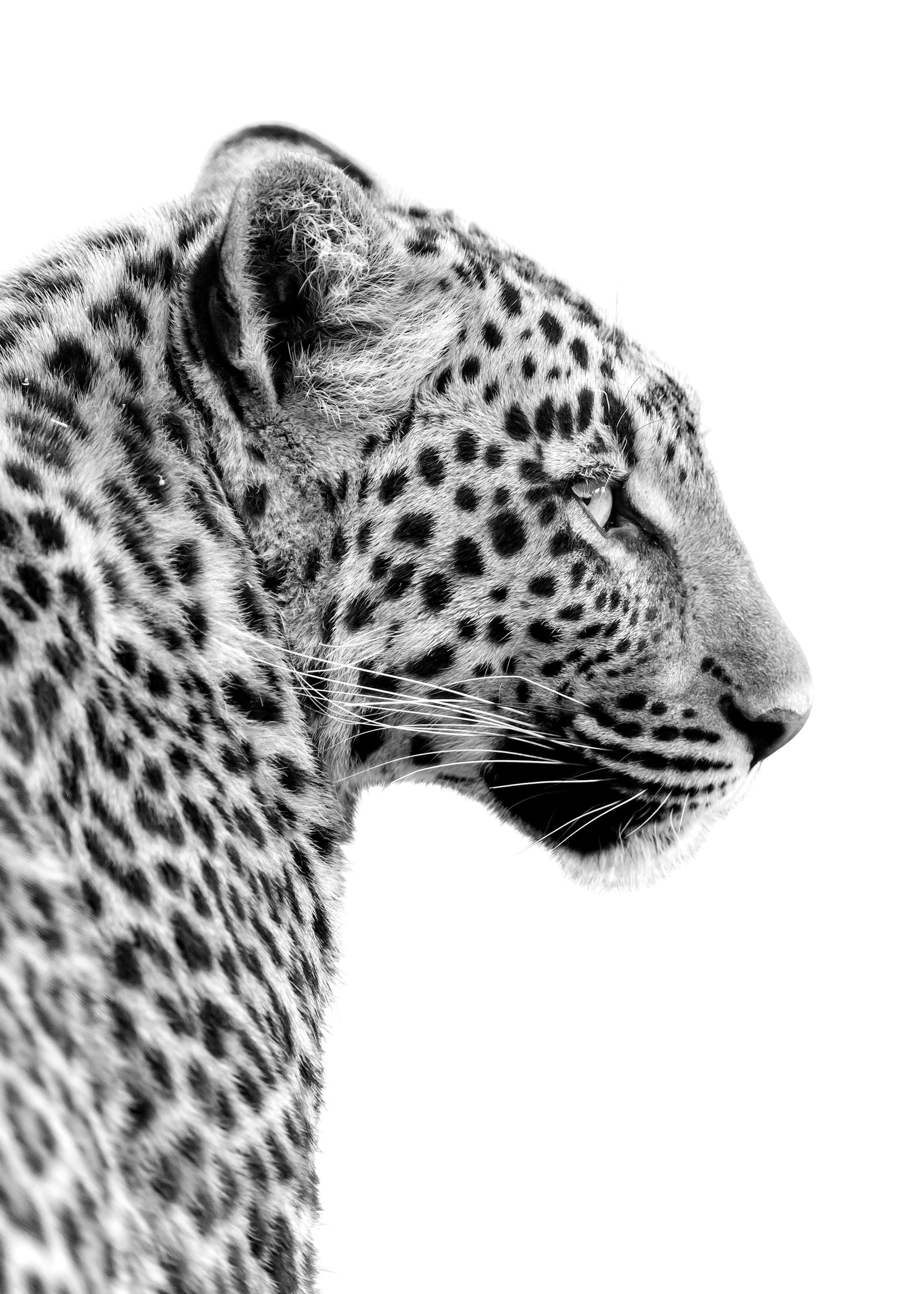Leopard Profile Print