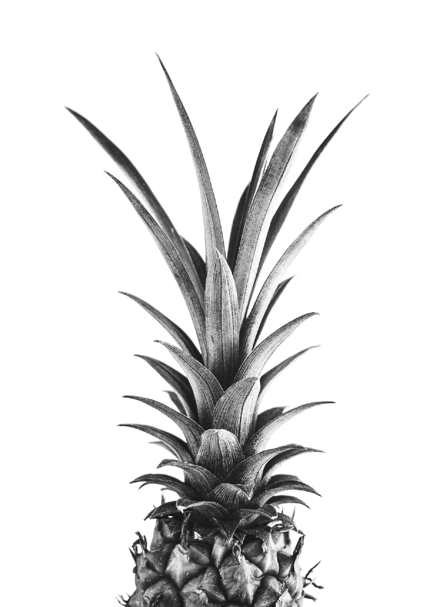 Pineapple B&W Print