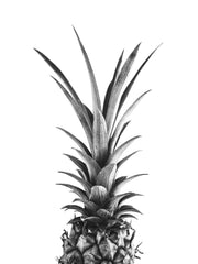 Pineapple B&W Print