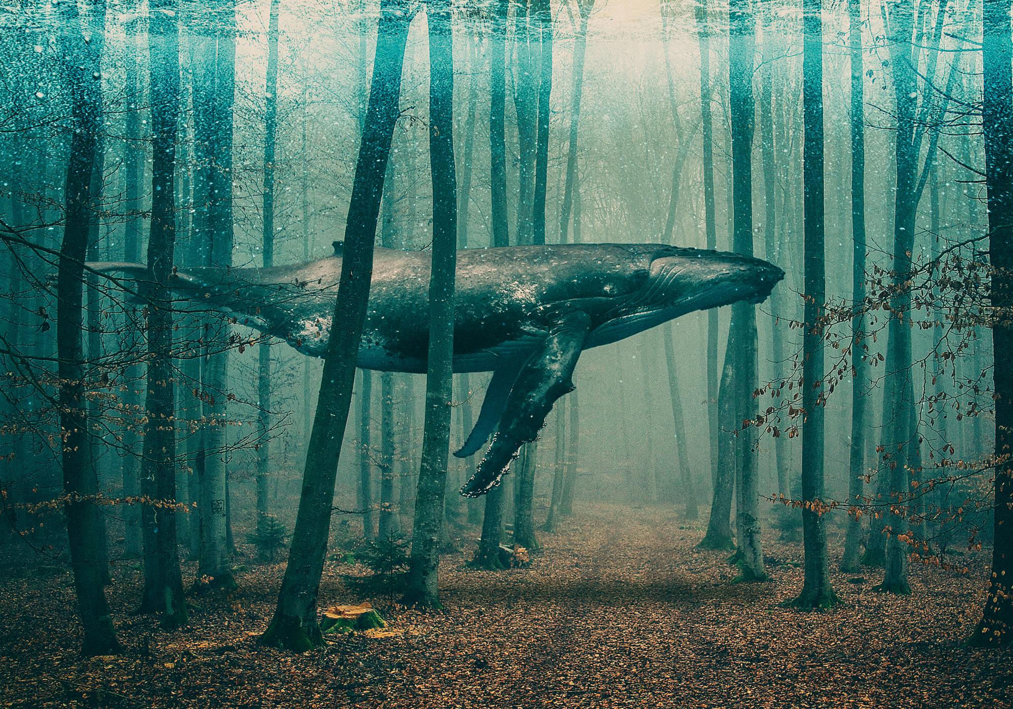 Whale in Forest Print