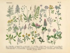 Victorian Garden No1 Print