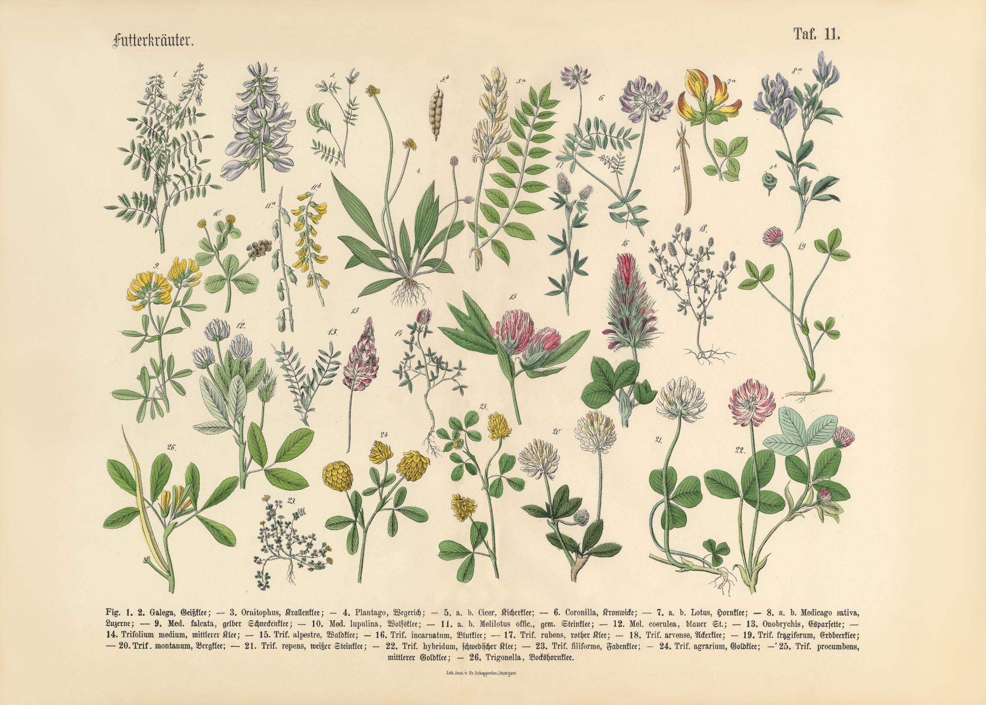 Victorian Garden No1 Print