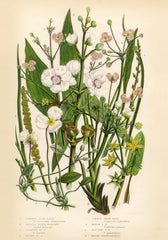 Vintage Flowers One Print