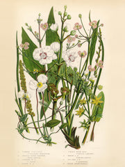 Vintage Flowers One Print
