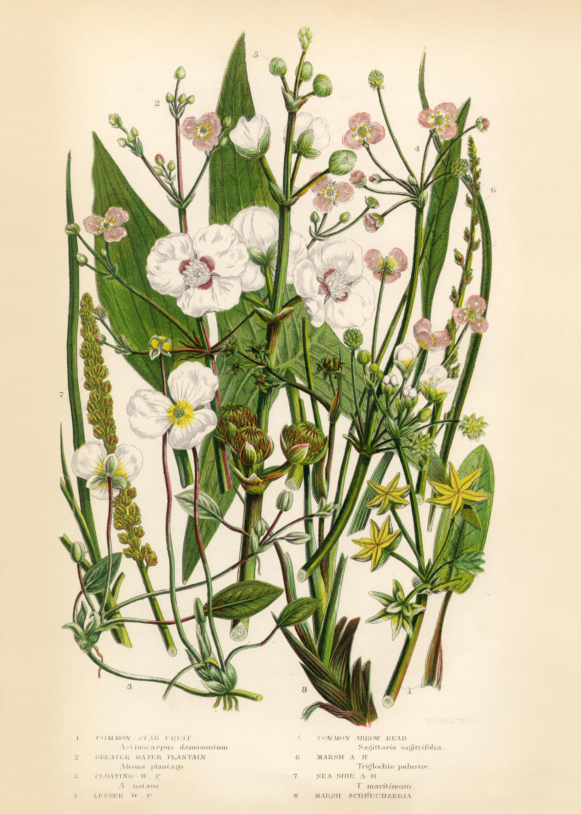 Vintage Flowers One Print