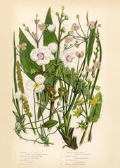 Vintage Flowers One Print