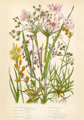 Vintage Flowers Two Print