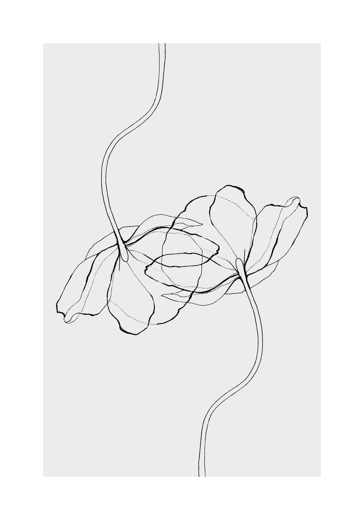 Line Poppies Print