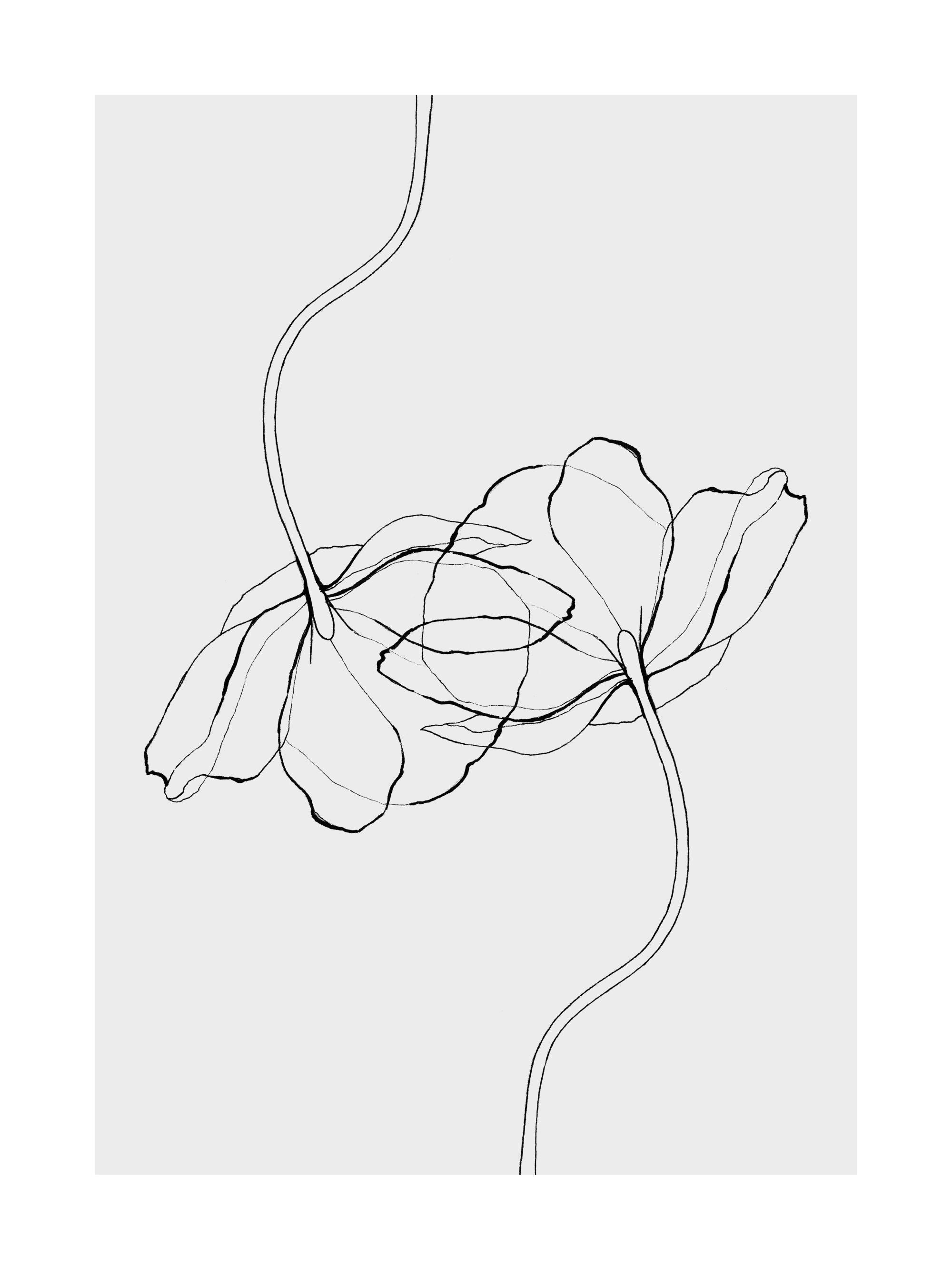Line Poppies Print