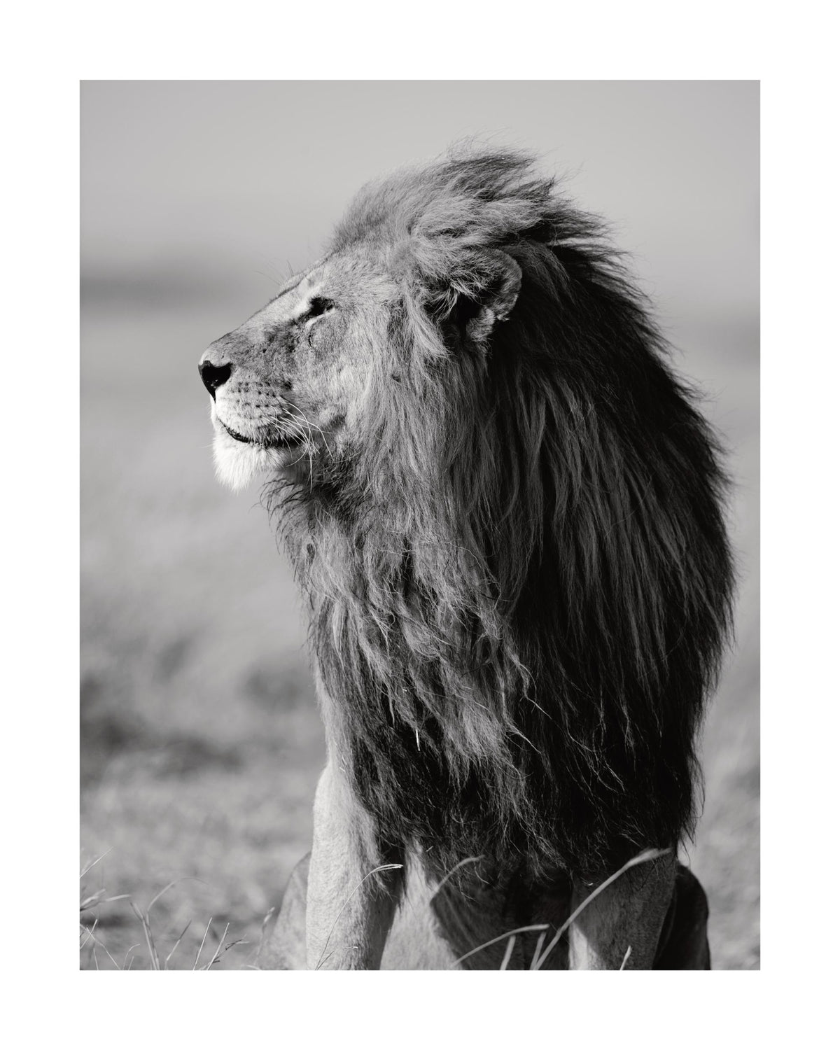Lion in the Wild Print