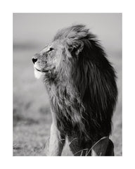 Lion in the Wild Print