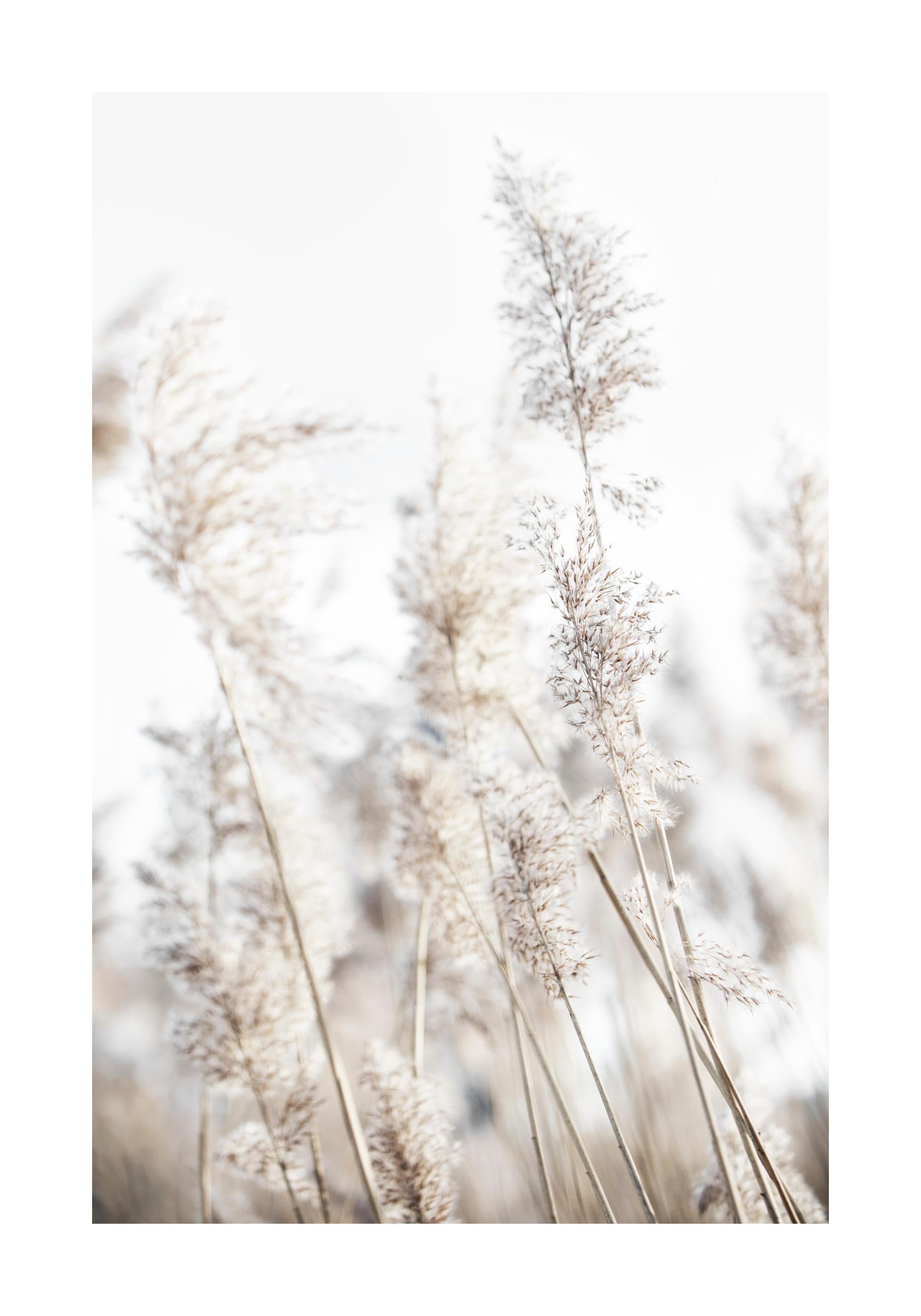 In the Reeds No2 Print