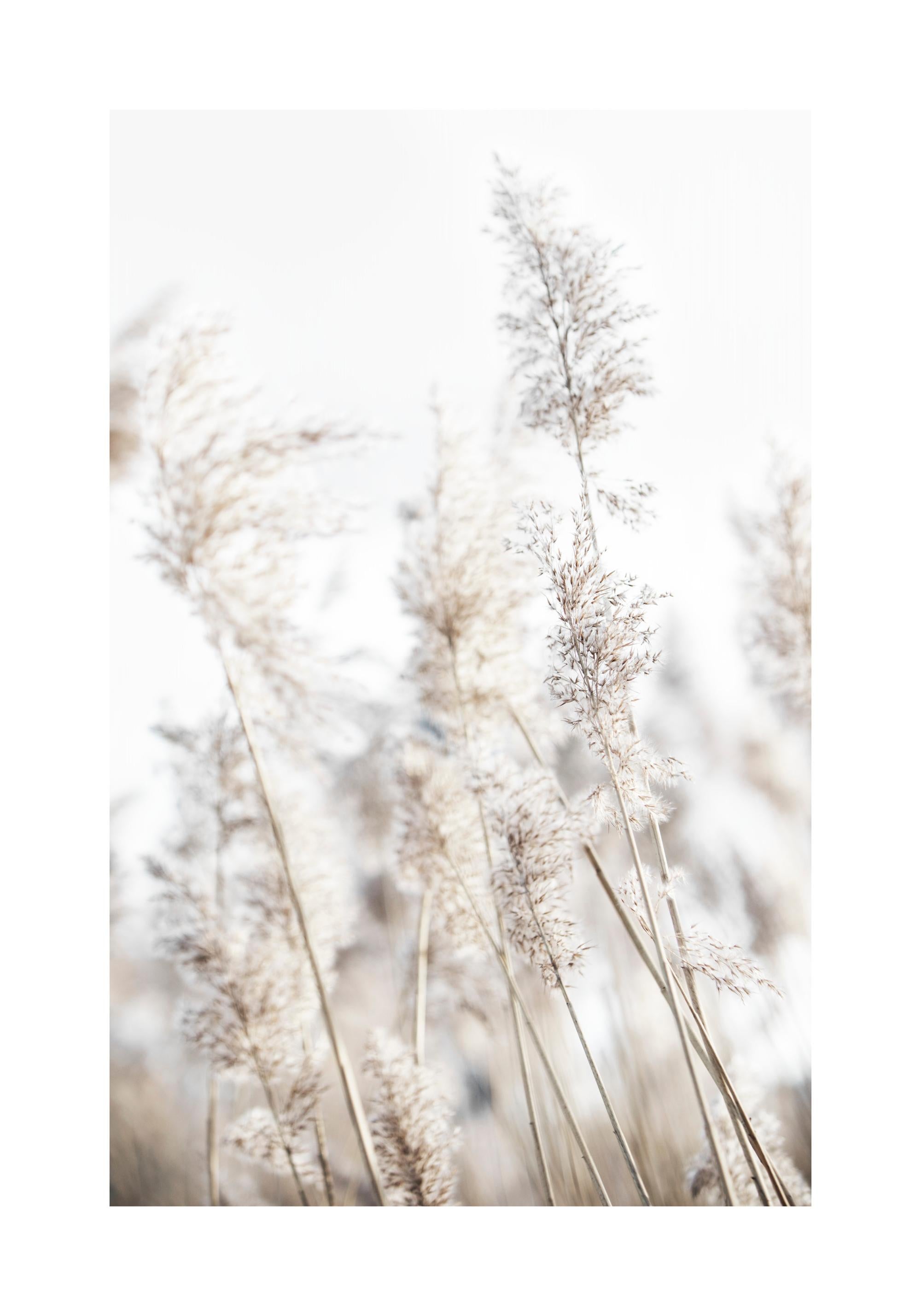 In the Reeds No2 Print