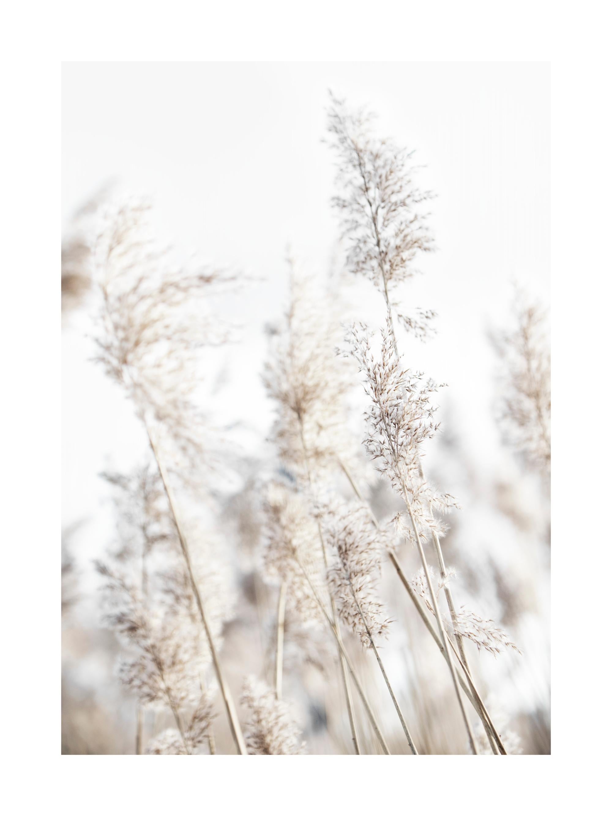 In the Reeds No2 Print