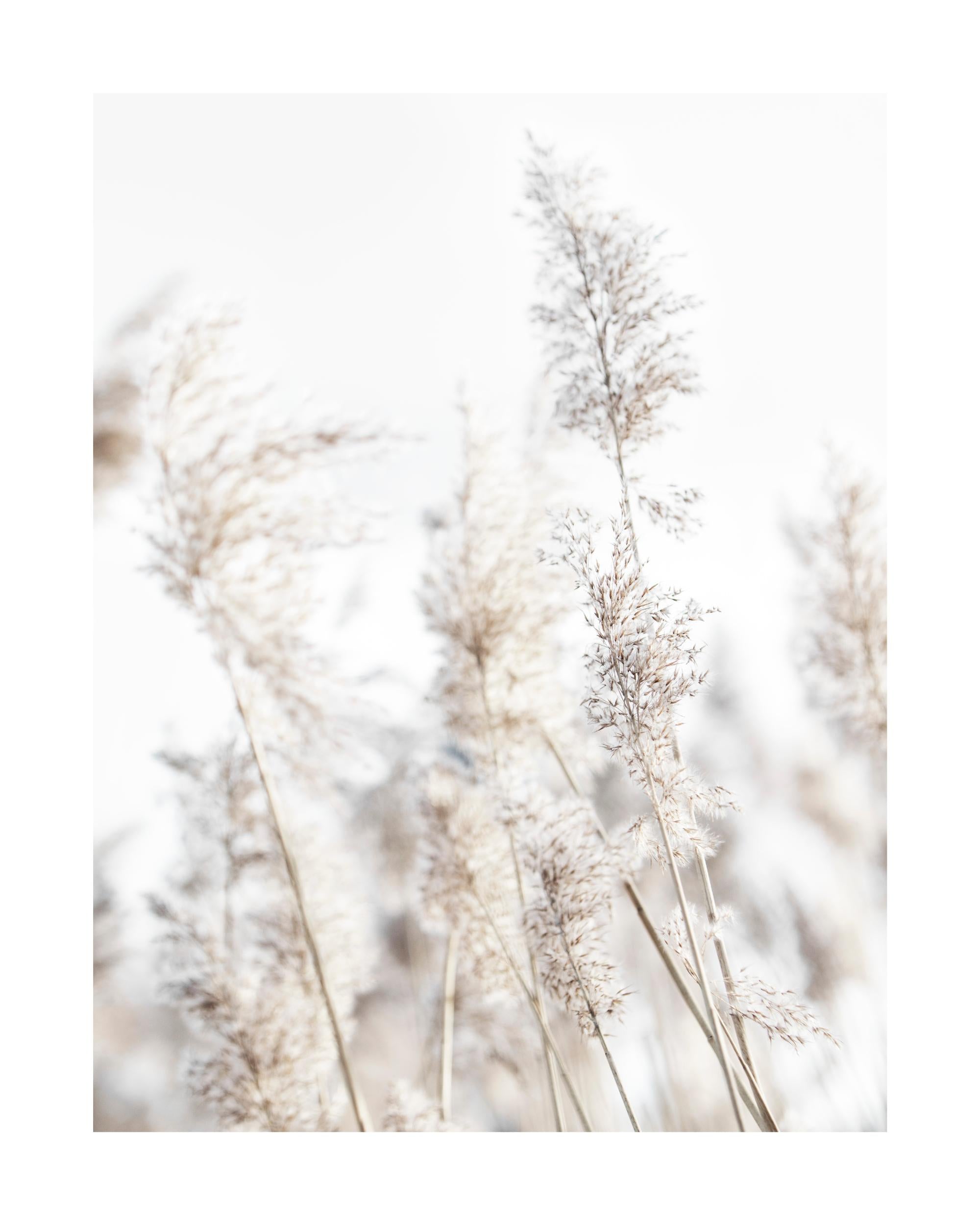 In the Reeds No2 Print