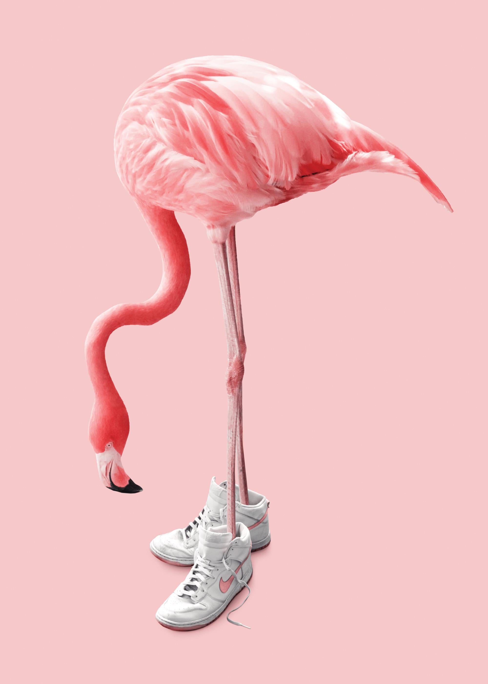 Jonas Loose - Sneaker Flamingo Print