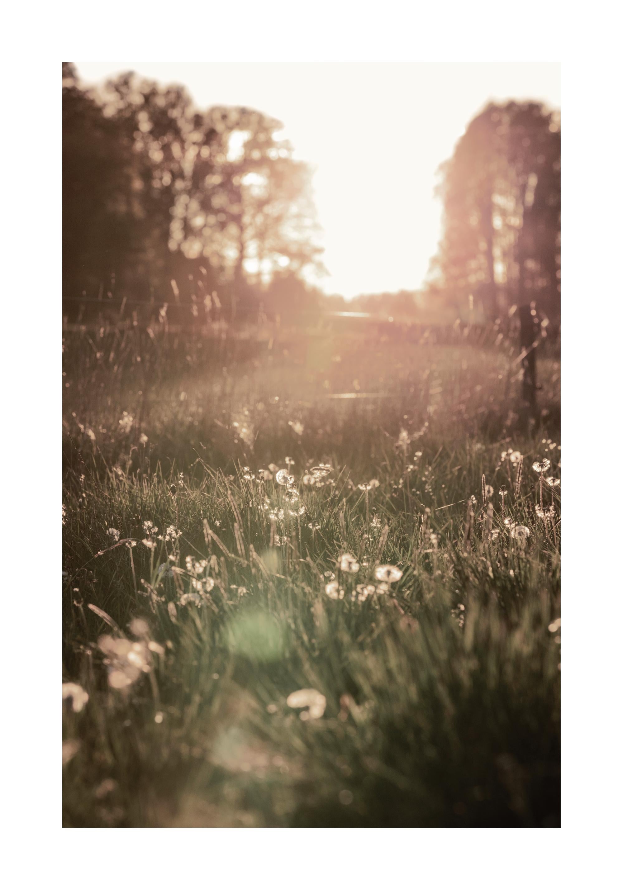 Meadow At Sunset Print