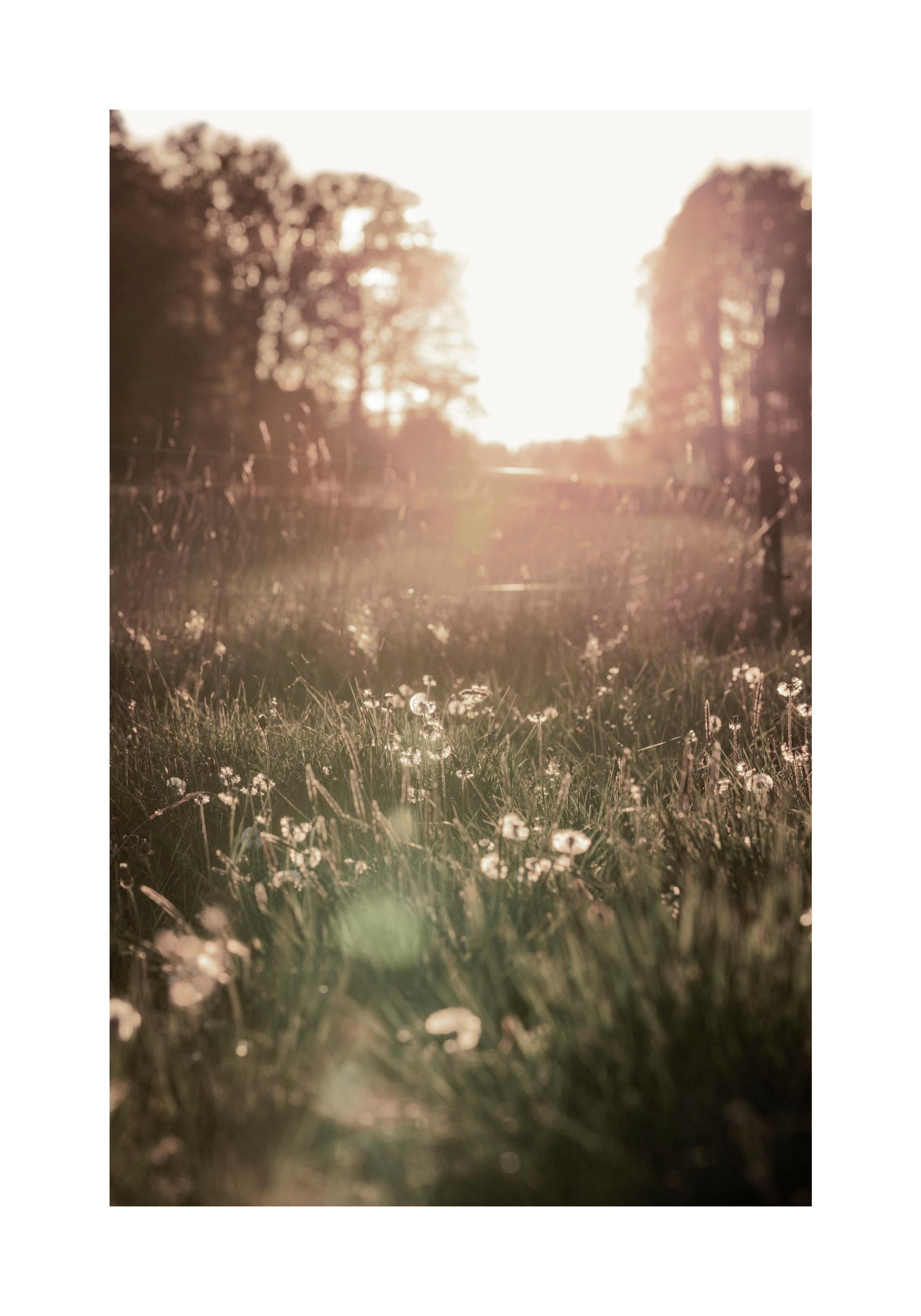 Meadow At Sunset Print