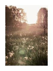 Meadow At Sunset Print