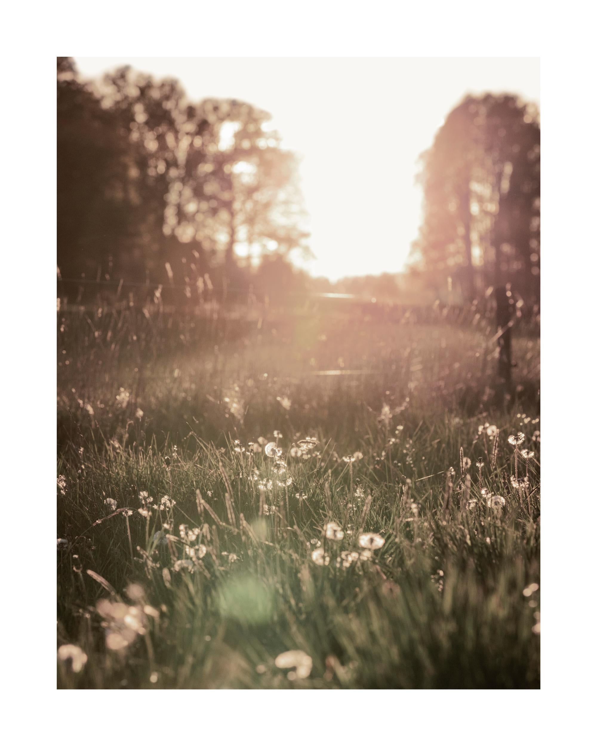 Meadow At Sunset Print