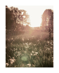 Meadow At Sunset Print