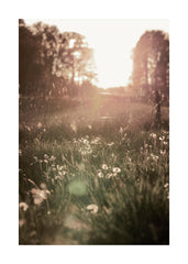 Meadow At Sunset Print