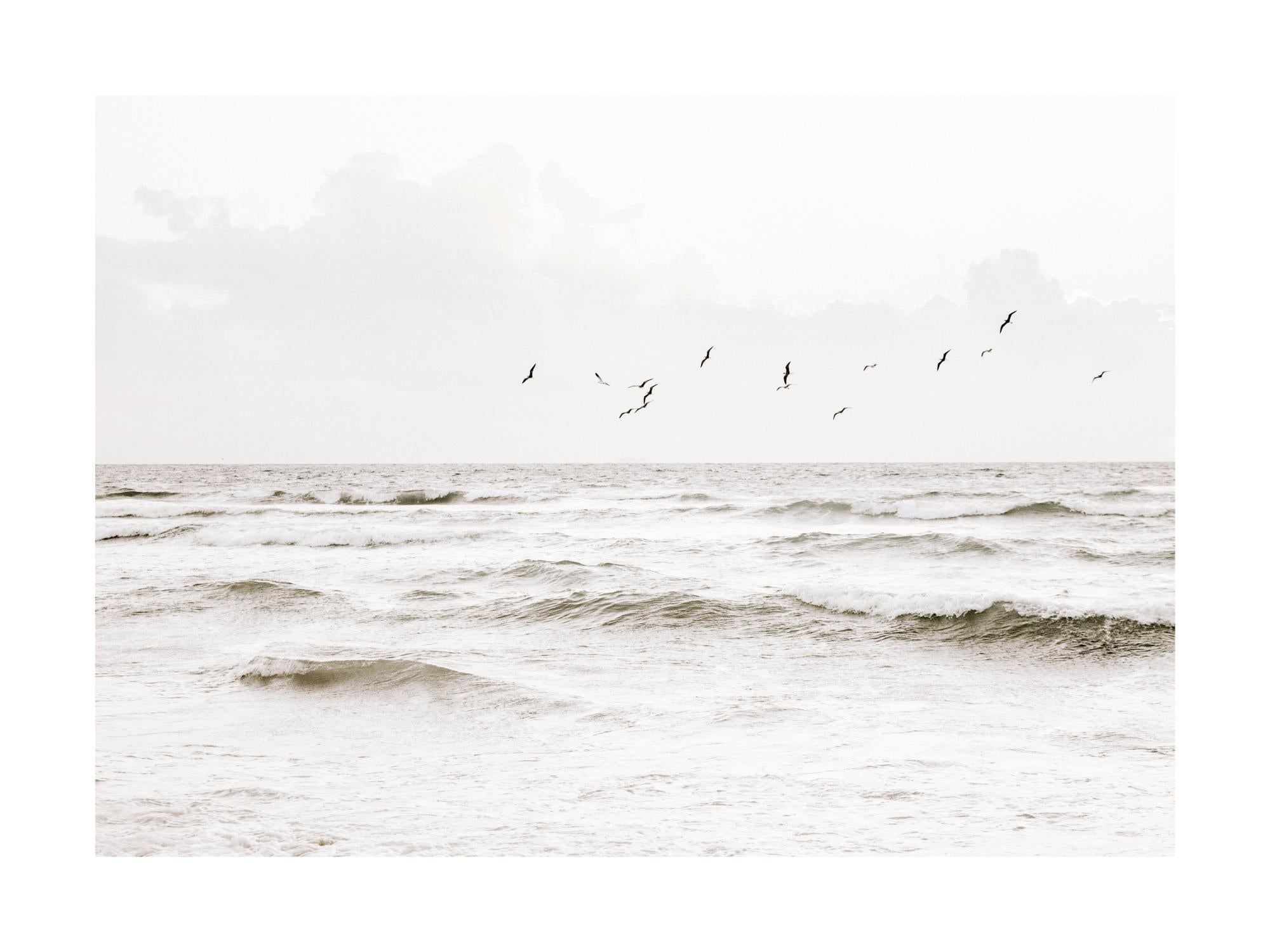 Flock of Seabirds Print