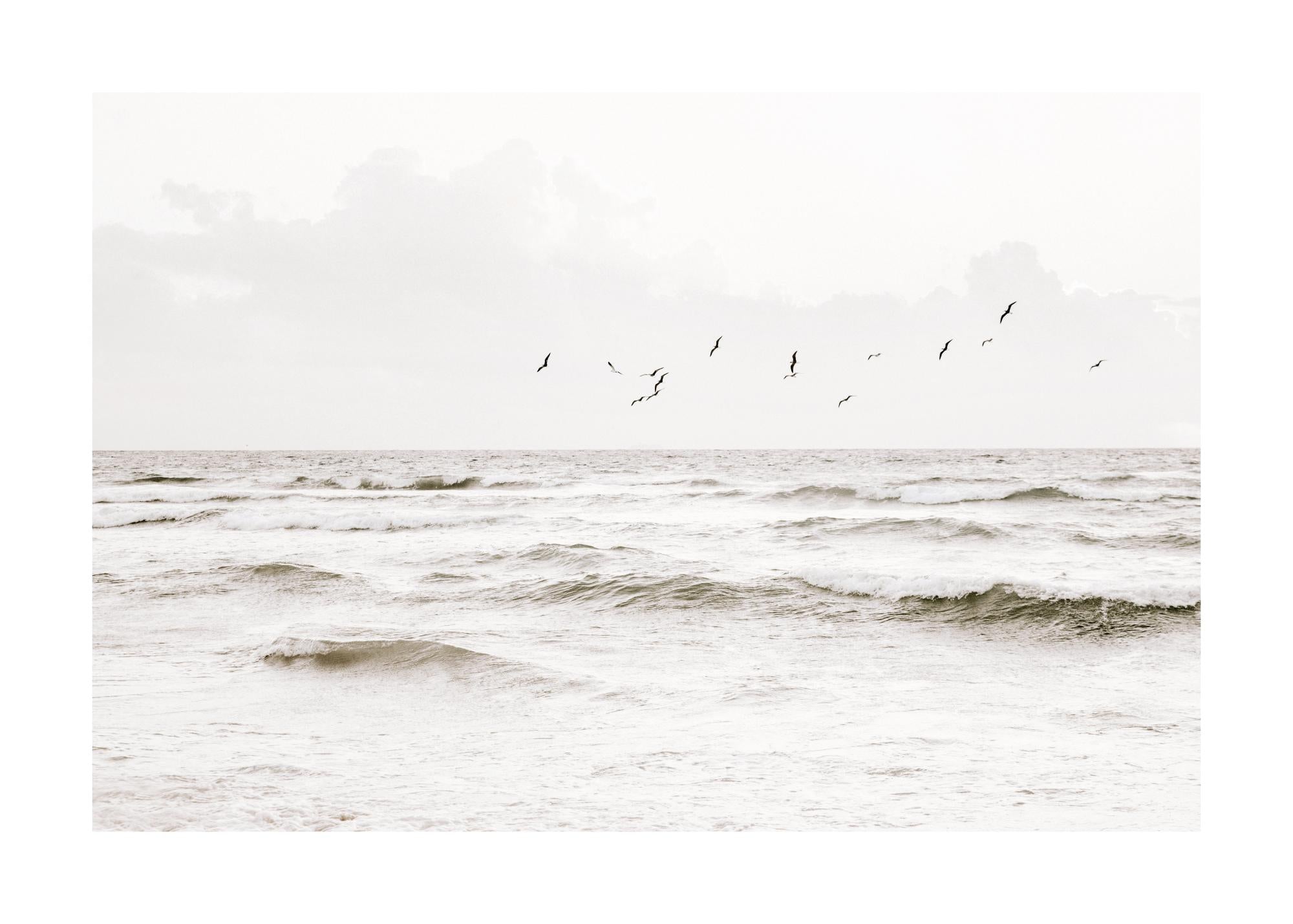 Flock of Seabirds Print