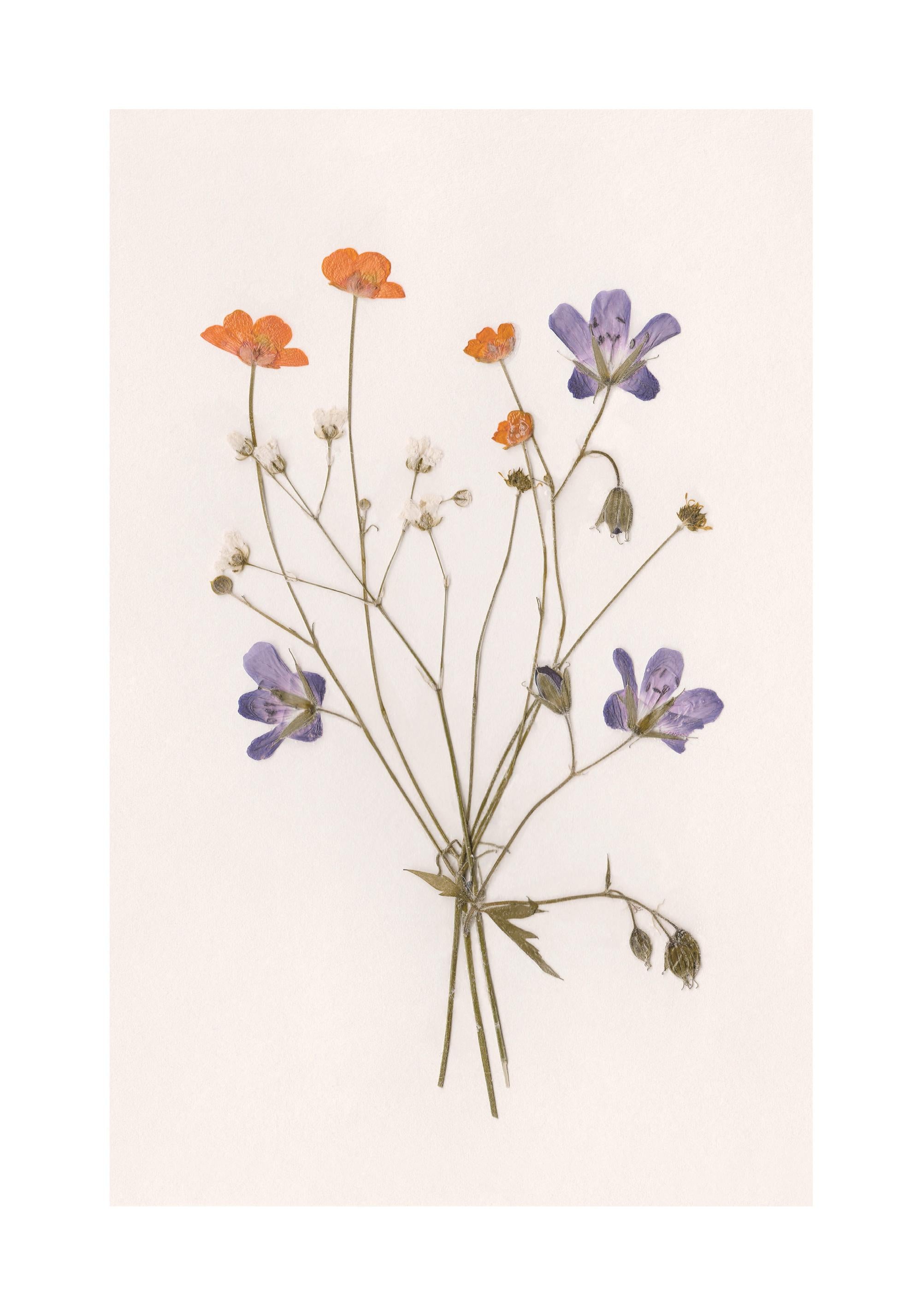 Pressed Flowers No1 Print