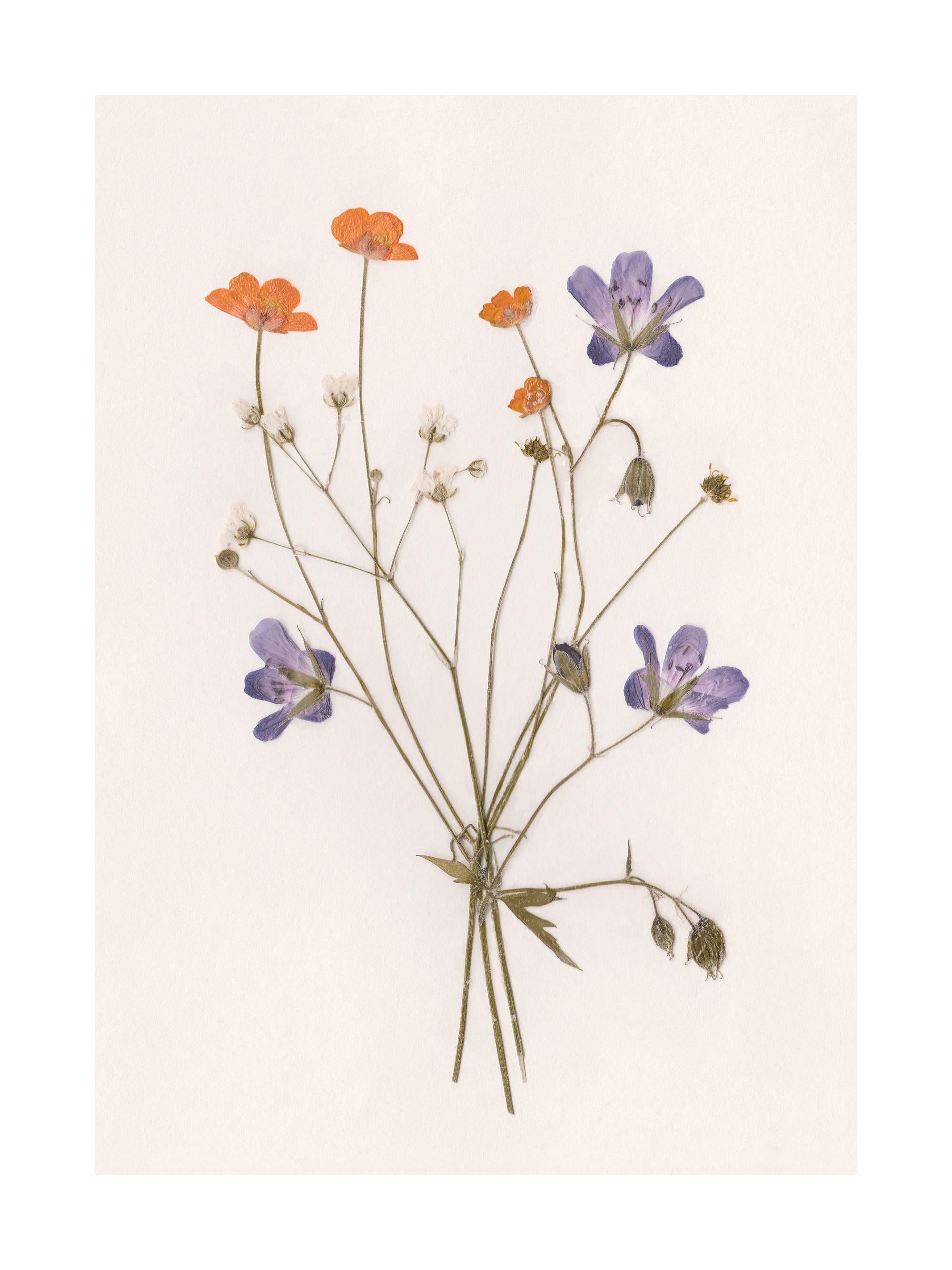 Pressed Flowers No1 Print