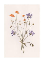 Pressed Flowers No1 Print