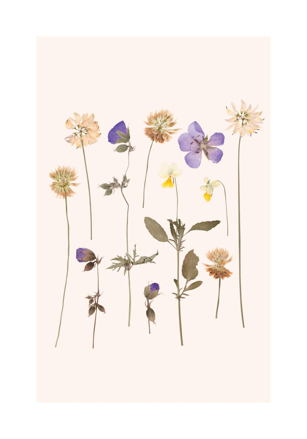 Pressed Flowers No2 Print
