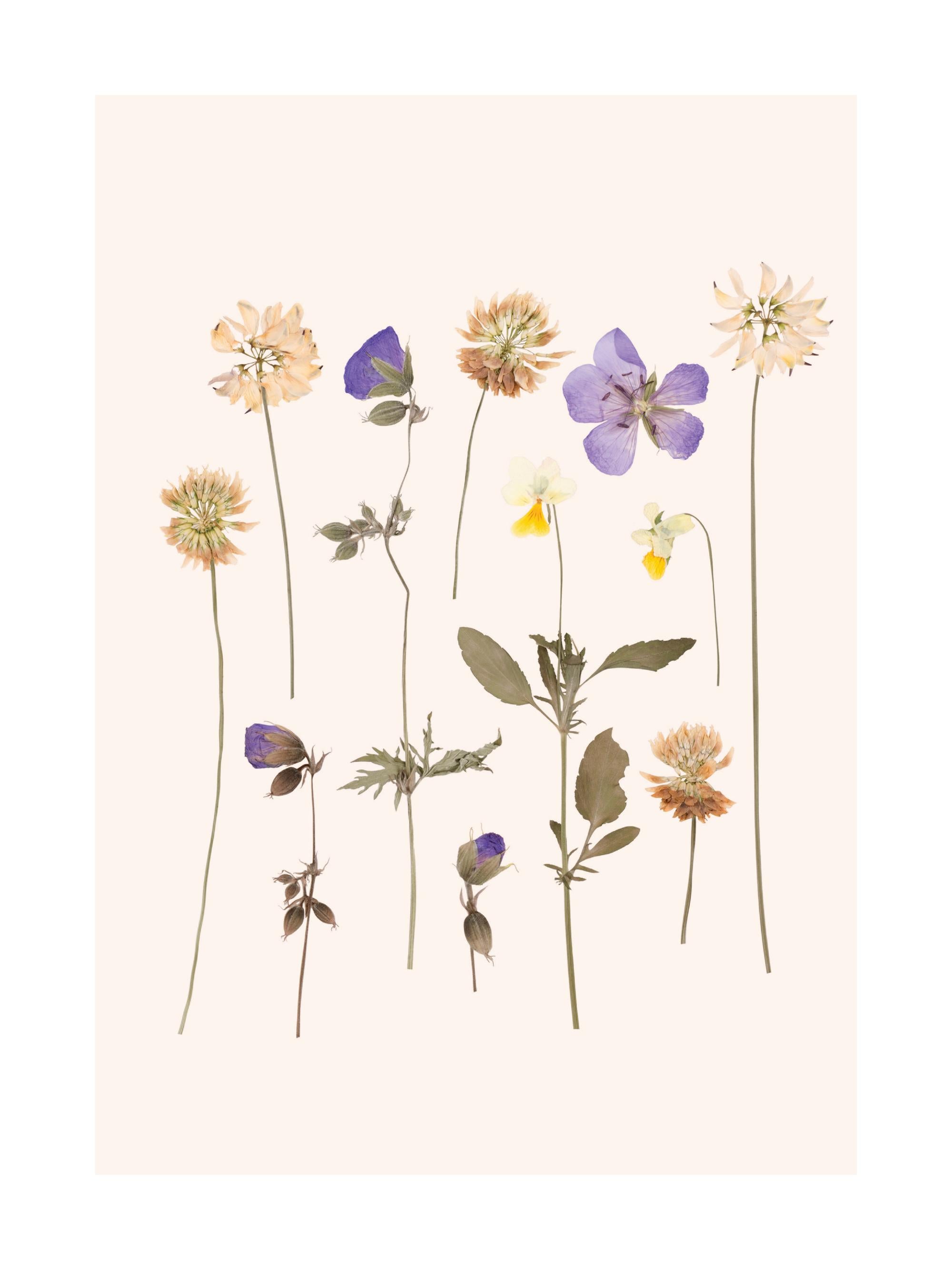 Pressed Flowers No2 Print