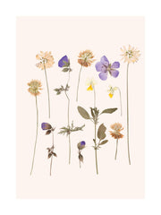 Pressed Flowers No2 Print