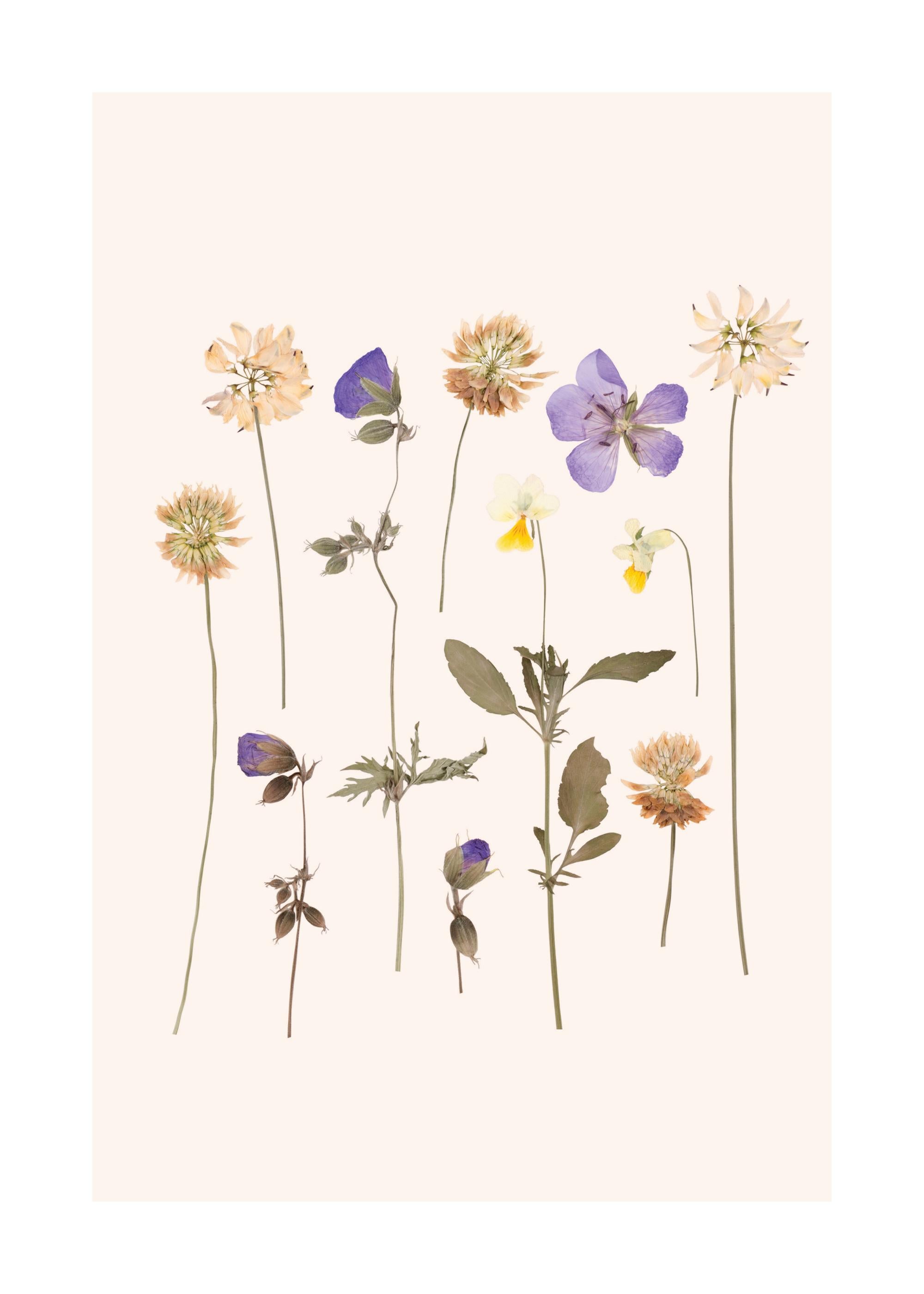 Pressed Flowers No2 Print