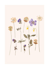 Pressed Flowers No2 Print