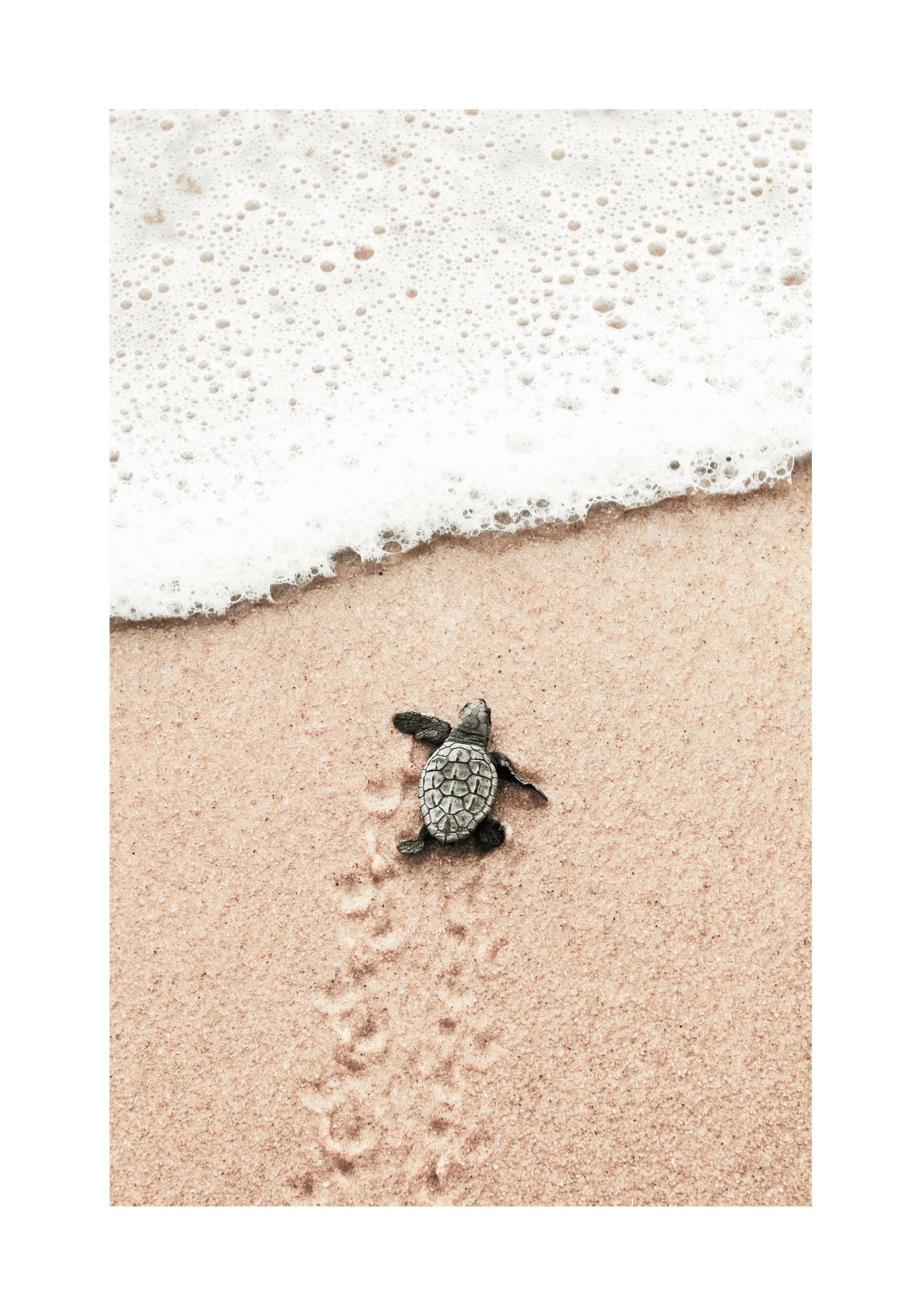 Baby Turtle Print