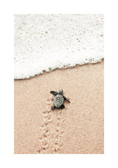 Baby Turtle Print