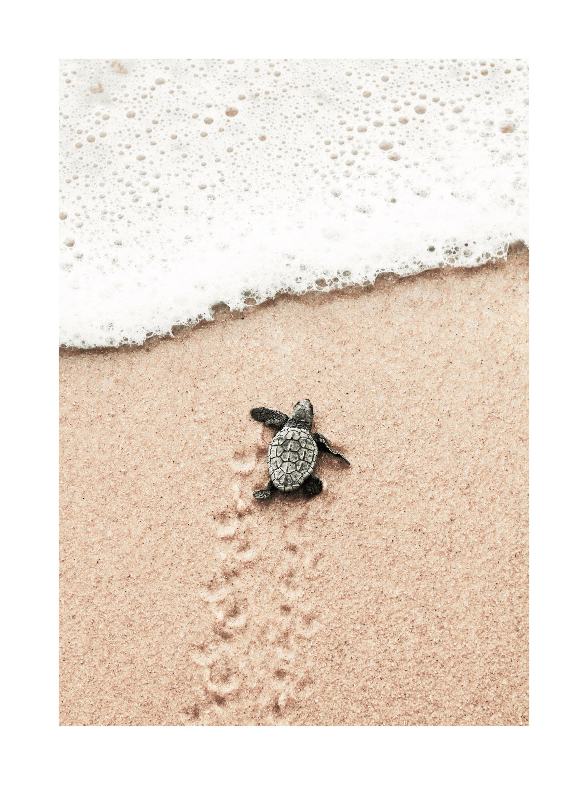 Baby Turtle Print