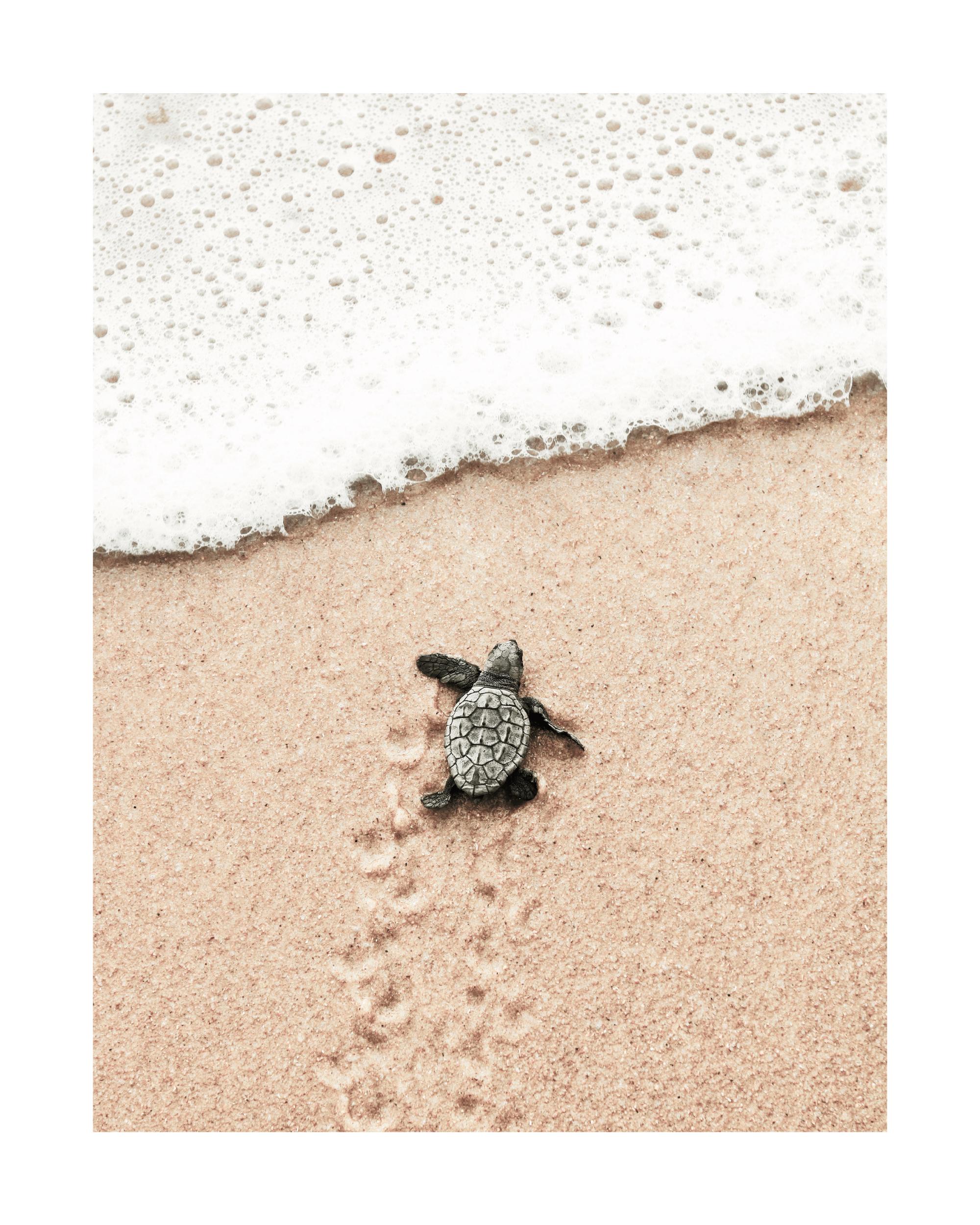 Baby Turtle Print