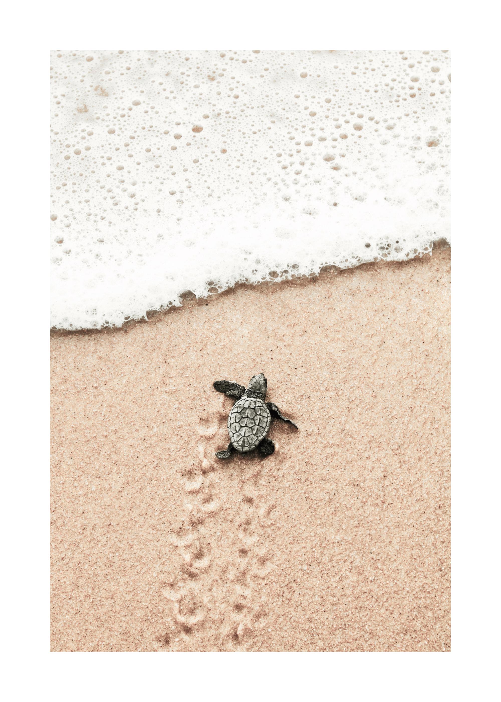 Baby Turtle Print