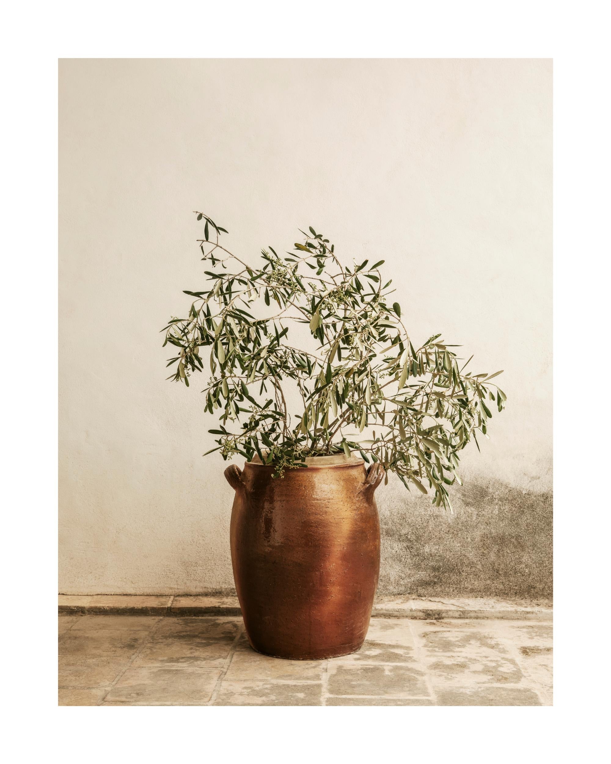 Rustic Olive Branch Print