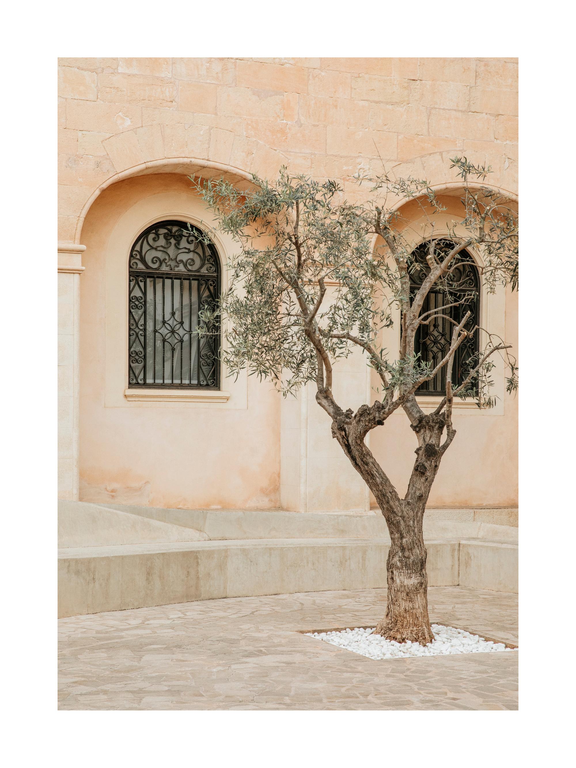 Lonely Olive Tree Print