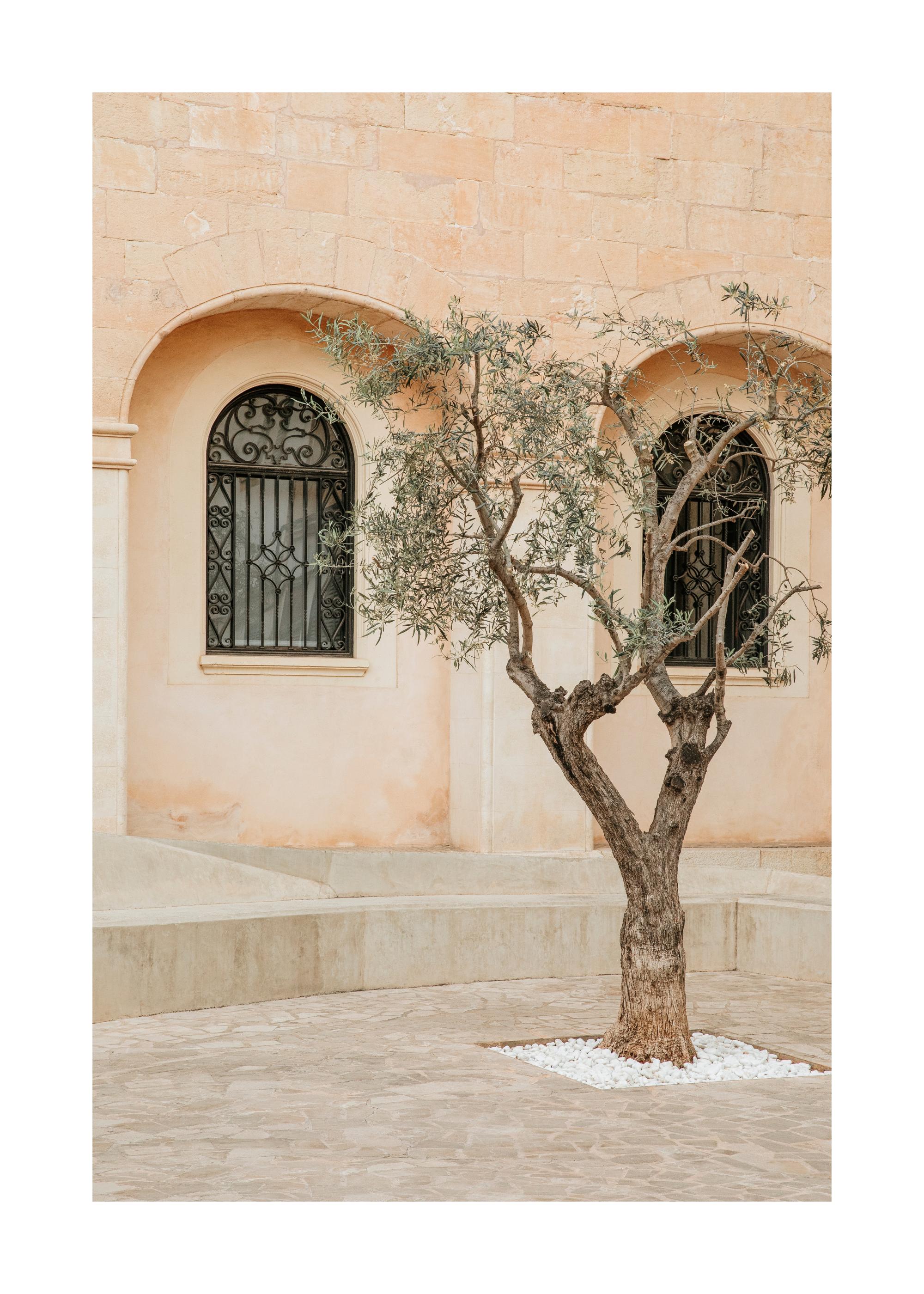 Lonely Olive Tree Print