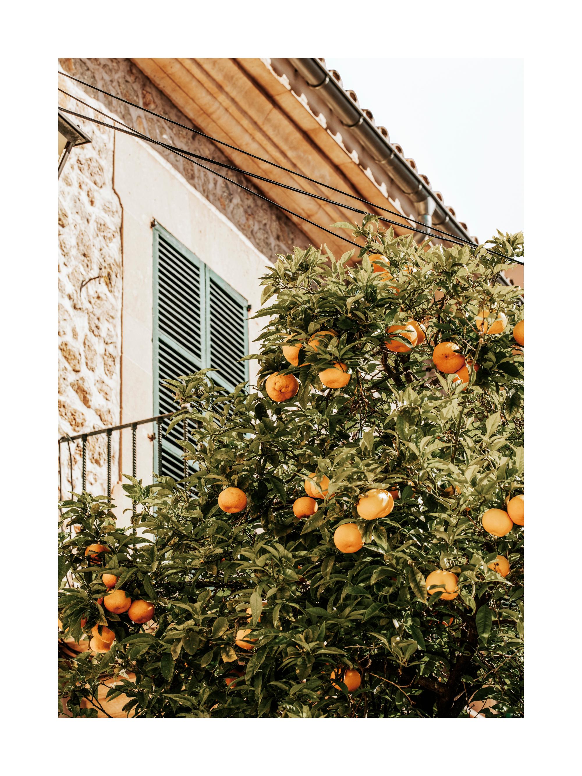 Oranges In Garden Print